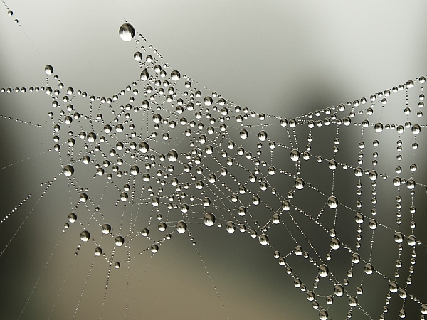 Misty morning web