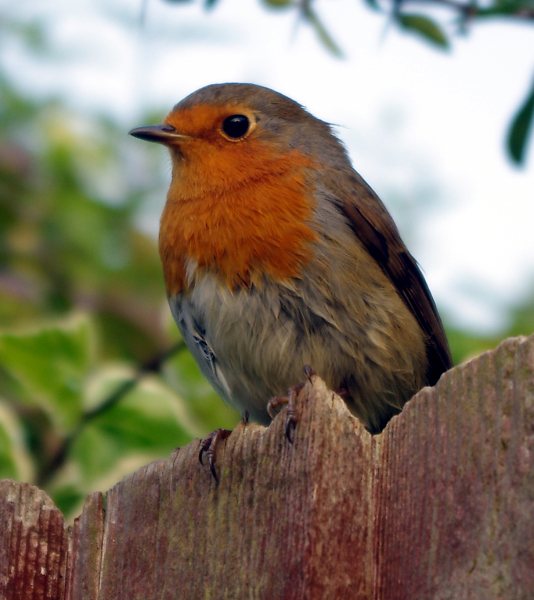 Robin