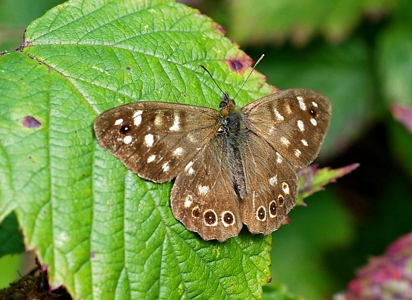 speckled wood