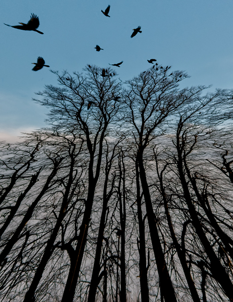 Trees and Rooks