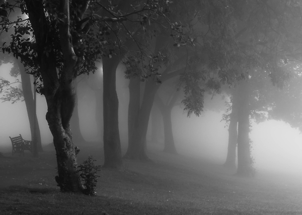 Trees in the morning mist.