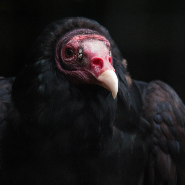 Turkey Vulture