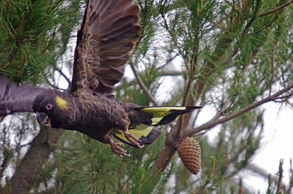Yellow Tail Black Cockatoo