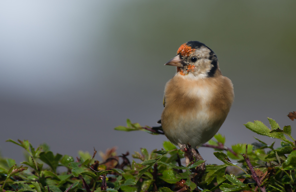 Young Goldfinch