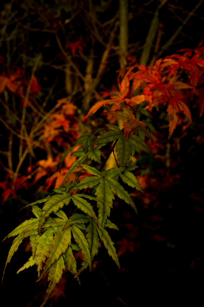 Autumn Acer 1