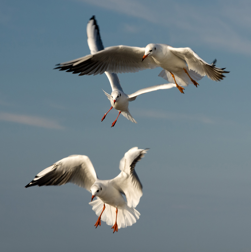Gulls
