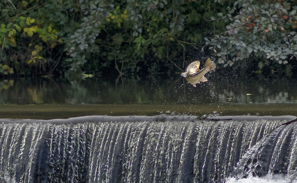 Leaping salmon, River Wear