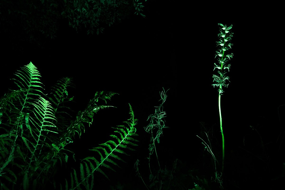 Viewing Photo Night time plants Pentax User