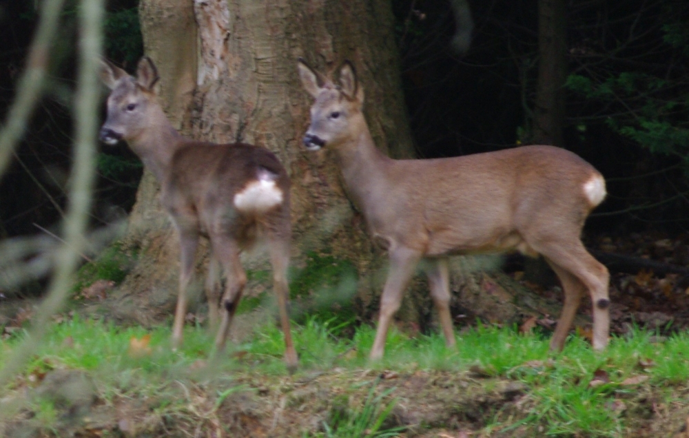 Pair of roe deer early morning
