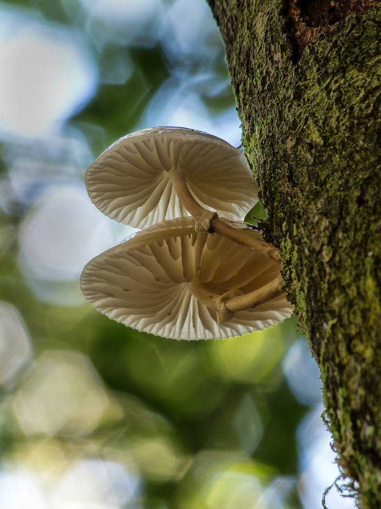 Porcelain Mushroom pair on a tree trunk