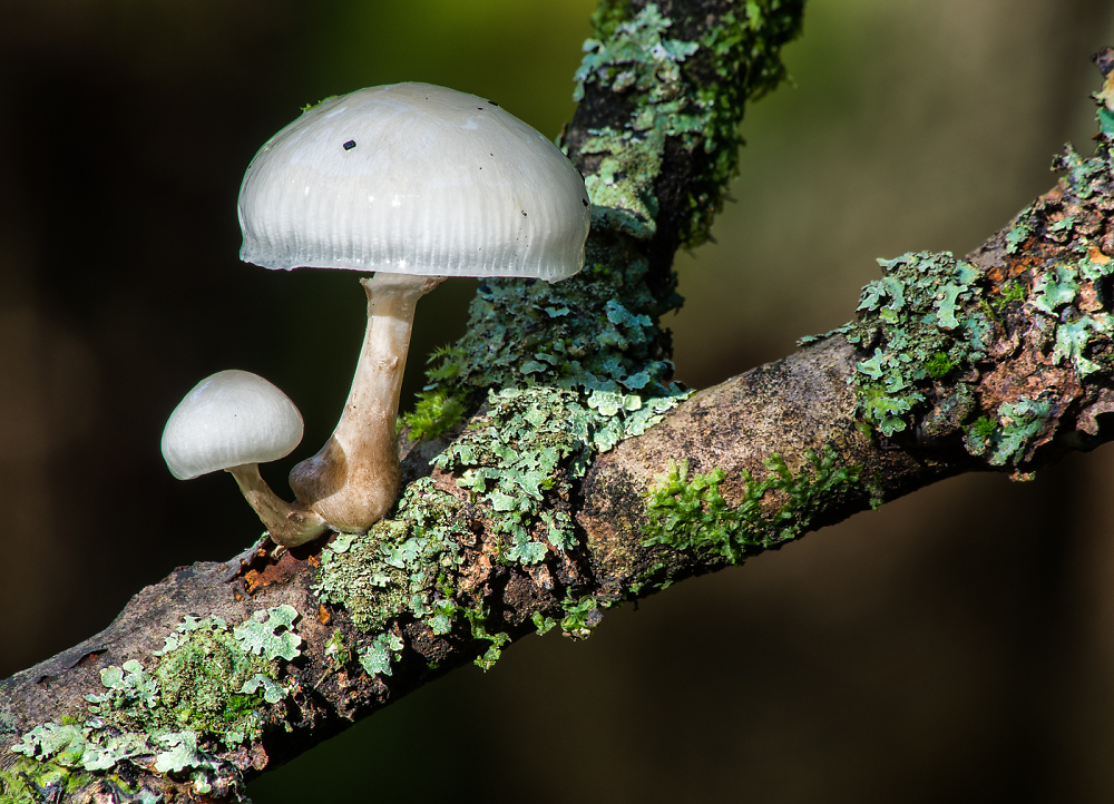 Porcelain Mushrooms, New Forest