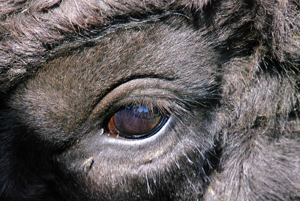 Reflections in a Bisons eye