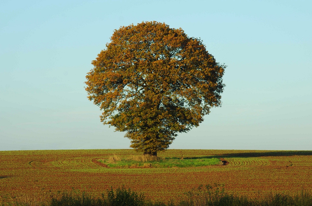 The golden oak tree
