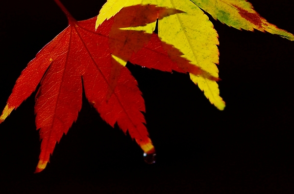 acer leaves
