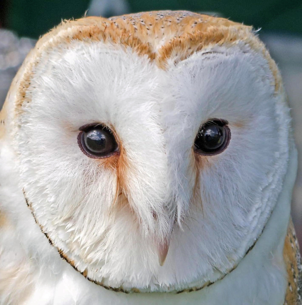 Barn Owl