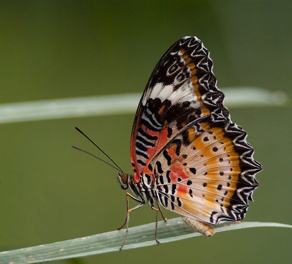 cethosia hypsea hypsina