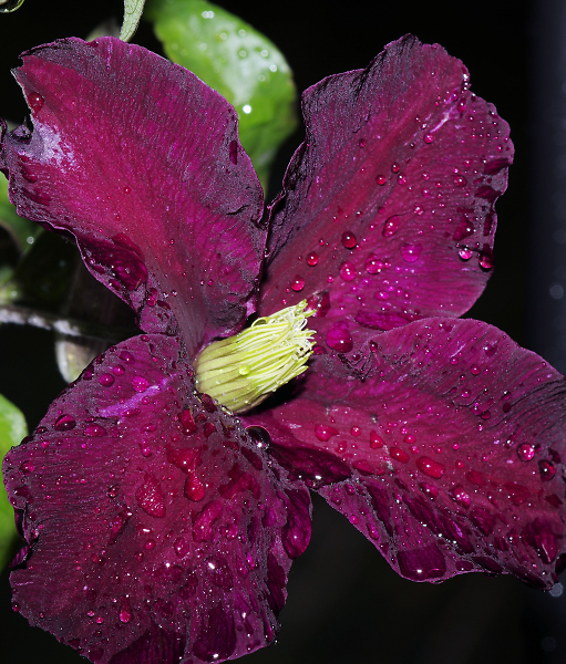 Clematis