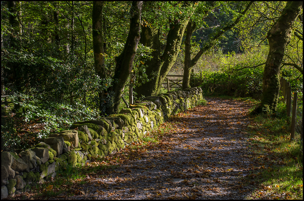 Country Lane