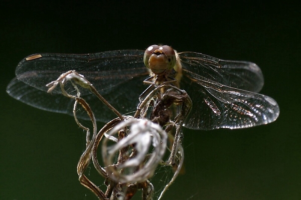 Dragonfly Portrait