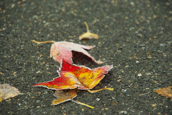 frost