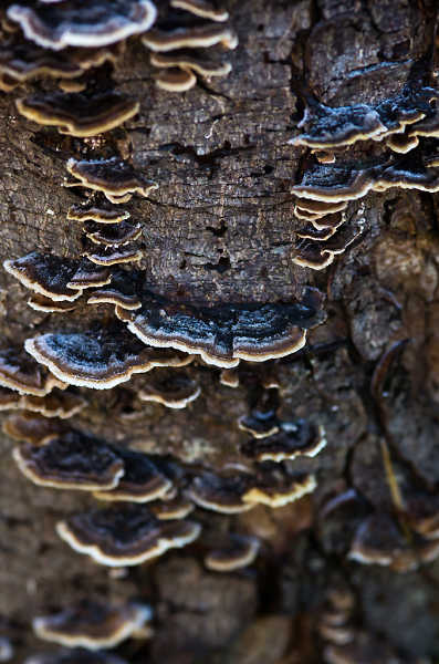 Frosty Fungi