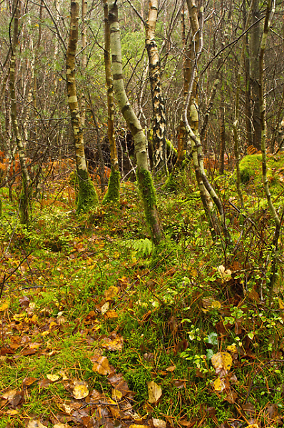 Haldon Birches