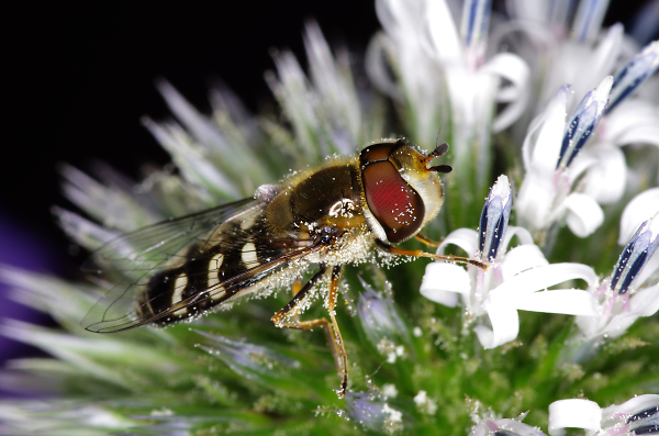 Hoverfly
