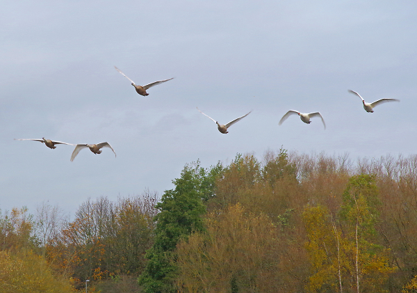 Learning to fly