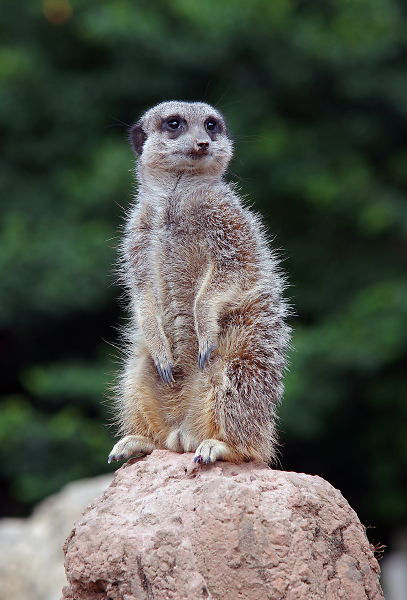 Meerkat