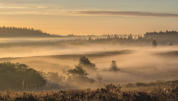 Misty Morning in the New Forest - 2