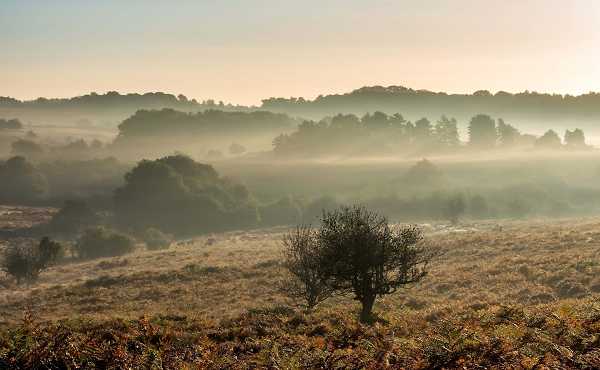 Misty morning in the New Forest