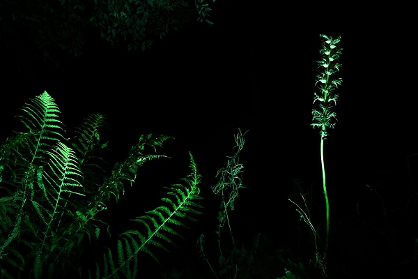 Night time plants