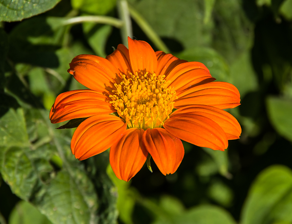 'Orange'