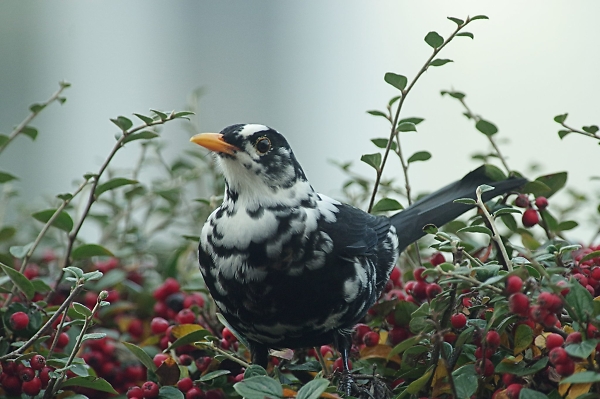 Piebald Blackbird