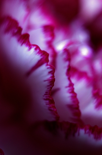 pink carnation