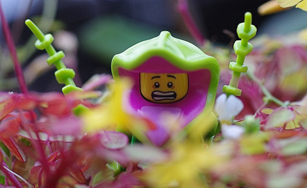 Plant life