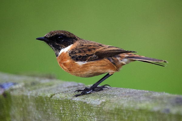 Stonechat
