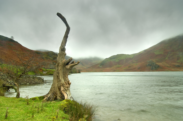 The Dinosaur Tree