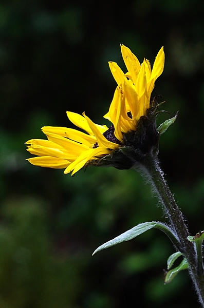 The last sunflower
