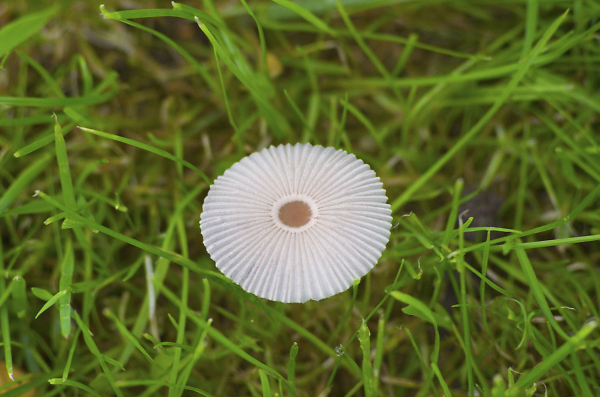 Toadstool