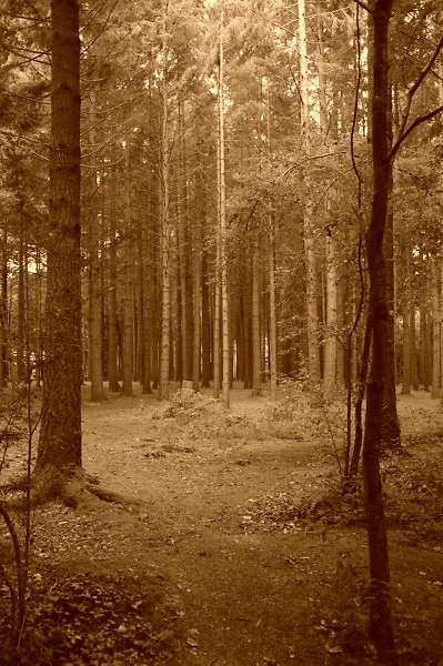 Trees in sepia