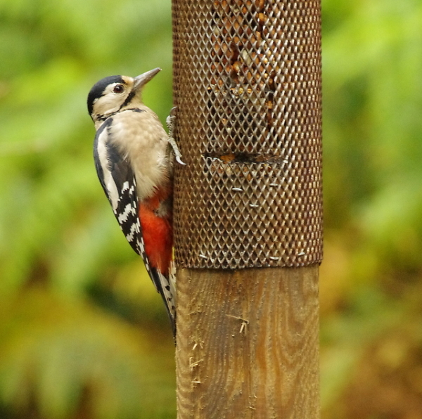 woody wood pecker
