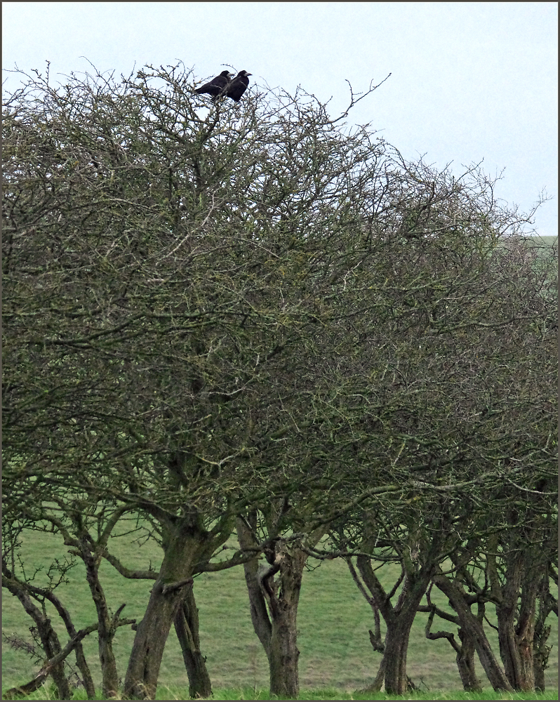Hawthorn Thicket, Two Rooks.