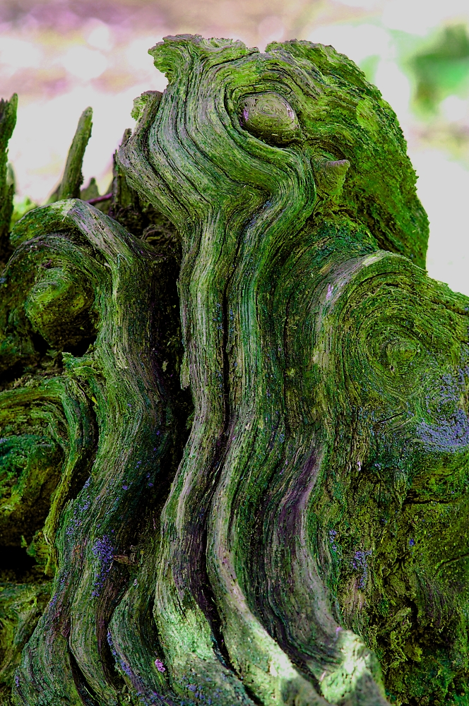 Lichen wood