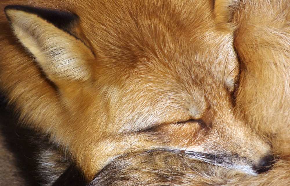 Sleeping fox