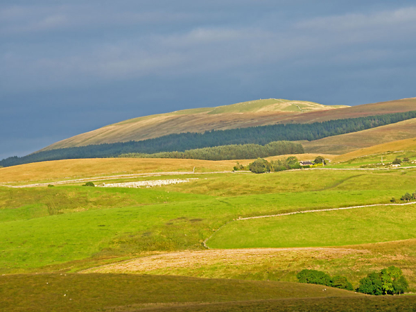 Dales Delight