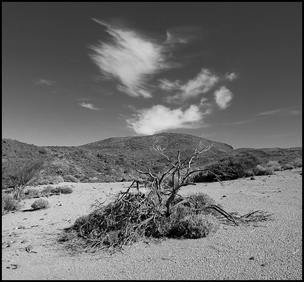 Desert Landscape