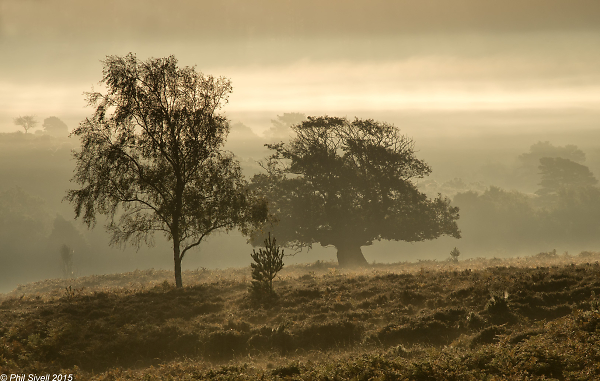Early morning in the New Forest