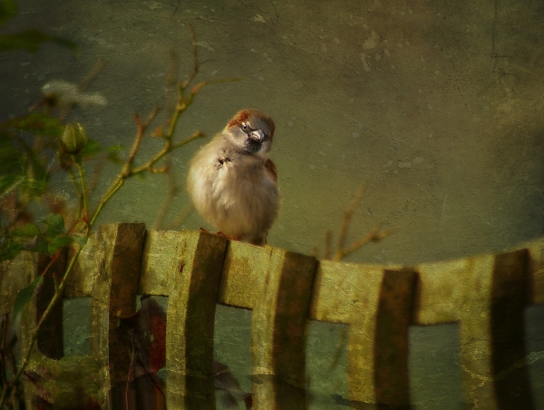 Fluffy little Sparrow on a crooked little fence