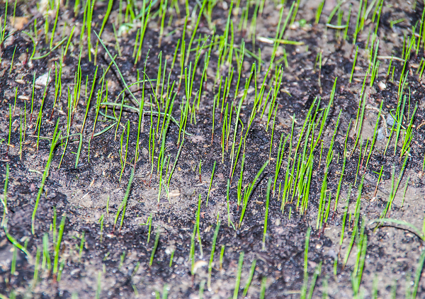 Green shoots